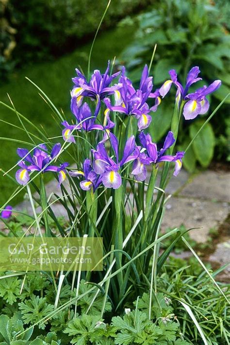 Iris xiphium - spani... stock photo by Howard Rice, Image: 0519707