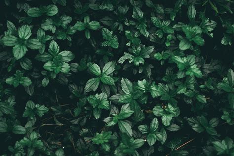 Plant Aesthetic Laptop Wallpapers - Top Free Plant Aesthetic Laptop Backgrounds - WallpaperAccess