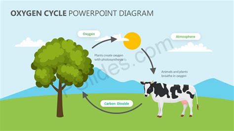 Carbon Cycle and Oxygen Cycle - MiasriMorals