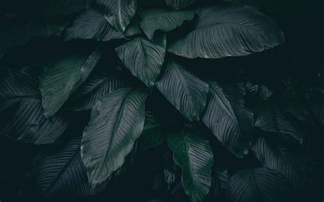 Tropical Leaves 4k Wallpapers - Wallpaper Cave