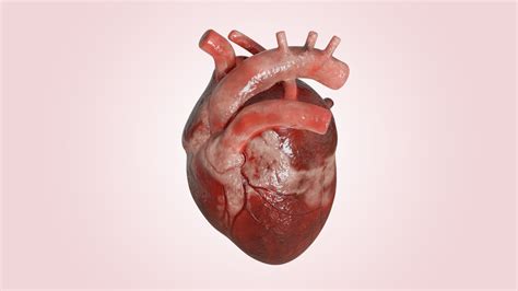 Human Heart Realistic Anatomy 3D - TurboSquid 2053205