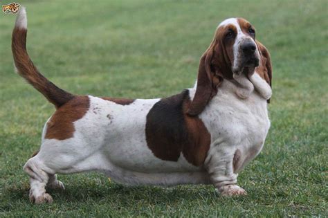 Basset Hound Life Expectancy | Pets and Dogs