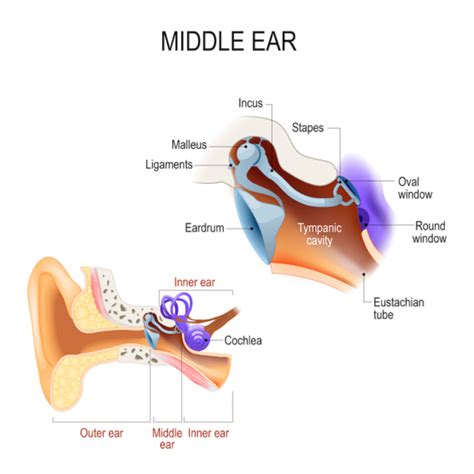 The Anatomy of the Middle Ear - AudioCardio - Sound Therapy and Hearing Training App