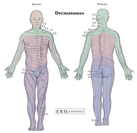 Dermatomes: Definition, Chart, And Diagram, 55% OFF