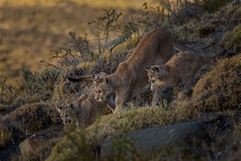 Patagonian Desert Animals