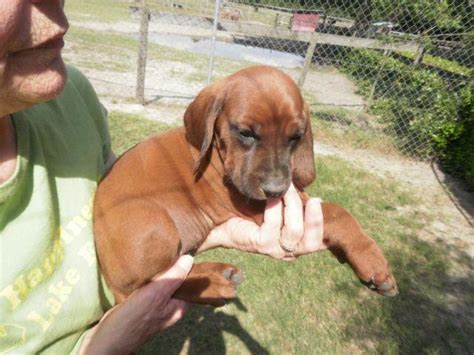 Redbone Coonhound Puppies for Sale in Bascom, Florida Classified | AmericanListed.com