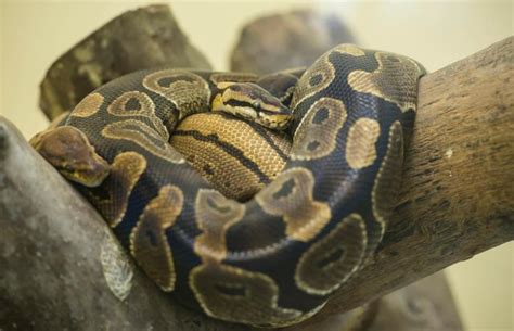 Ball Python Habitat | LoveToKnow