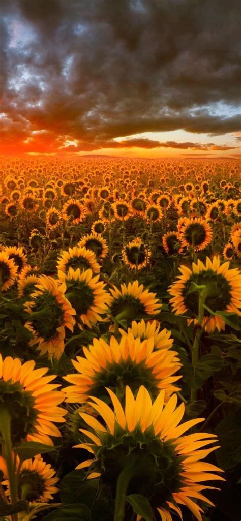 Sunflower Field Wallpapers - Top Free Sunflower Field Backgrounds - WallpaperAccess