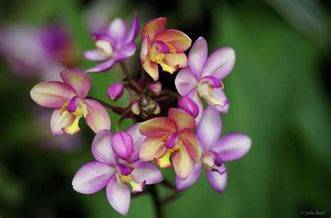 Pink and Yellow Orchids Photograph by Julia Reed | Fine Art America