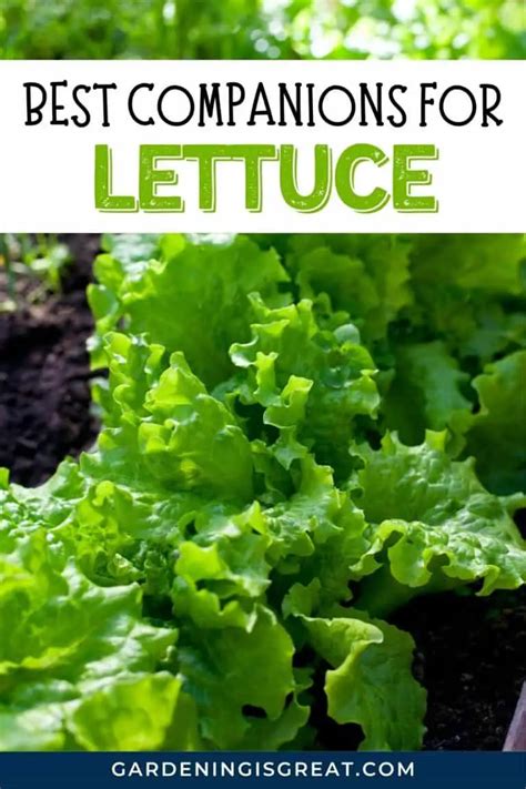 Best Companion Plants For Lettuce | Gardening is Great