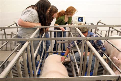 Pig Pregnancy Ultrasound