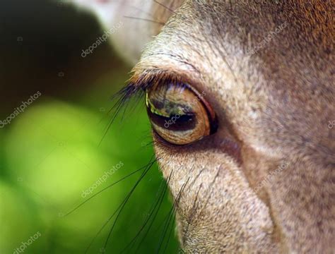 Deer eye close up Stock Photo by ©vladvitek 12714618