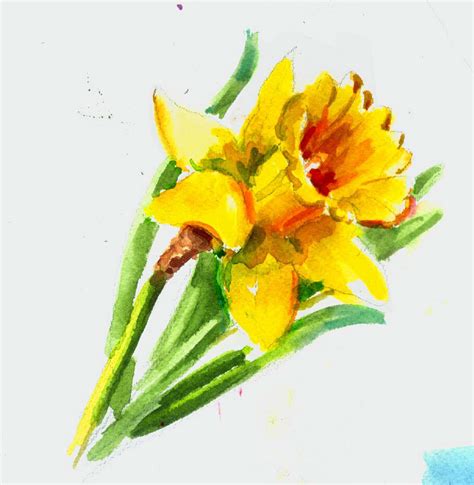 Daffodil Watercolor at PaintingValley.com | Explore collection of Daffodil Watercolor