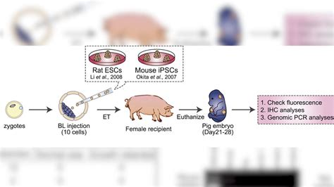 Scientists create human-pig hybrid - Video - CNET