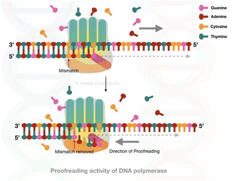 Multifunctional DNA Polymerase: An Overview