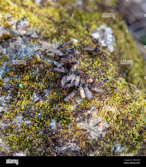 Flying ants nest hi-res stock photography and images - Alamy