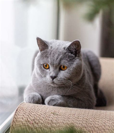 British Shorthair Personality: How Do British Shorthairs Act? | Litter-Robot