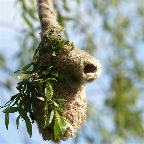 The 11 Most Impressive Bird Nests