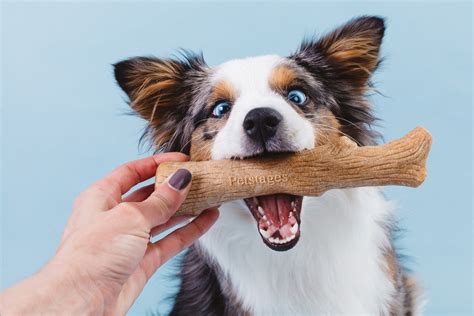 5 Best Dog Chew Toys For Heavy Chewers That Last More Than 1 Year | Dog Toys Advisor