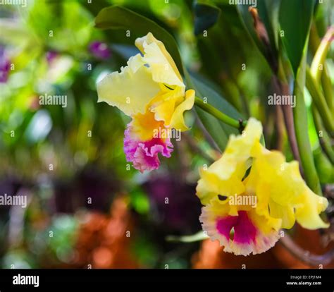 Beautiful yellow and pink orchids Stock Photo - Alamy