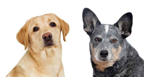 Blue Heeler Lab Mix - Everything You Need To Know About This Clever Hybrid