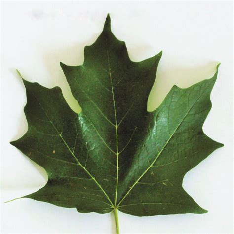 Marking Maple Trees for Easy Identification - Maple Tapper Blog