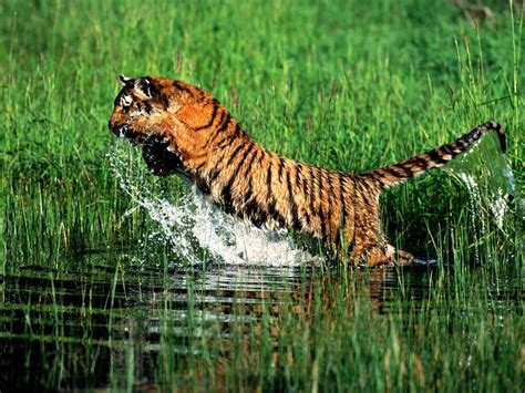 Adaptations - Save The Bengal Tiger