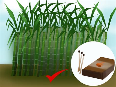 How to Harvest Sugar Cane: 11 Steps (with Pictures) - wikiHow