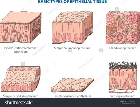 16,877 Animal Tissues Images, Stock Photos & Vectors | Shutterstock