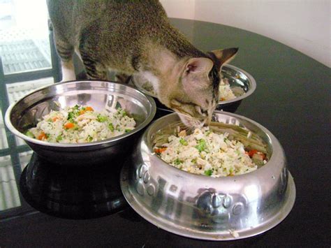 Food Recipes: Cat Food Recipes