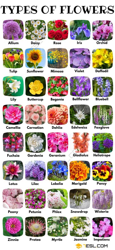 Types of Flowers in English • 7ESL