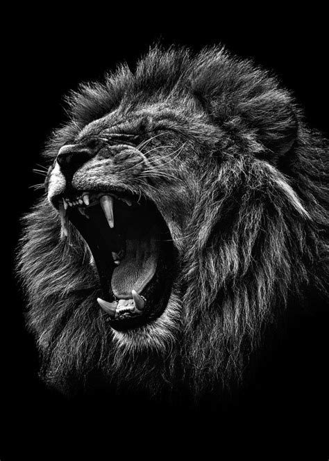 Roaring Black And White Lion Images - img-cahoots