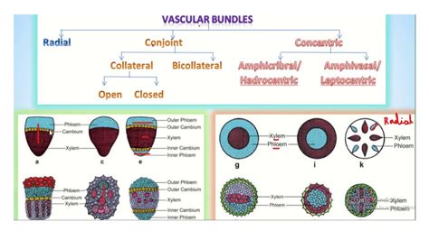 Types of Vascular bundles /Class 11/Botany - YouTube