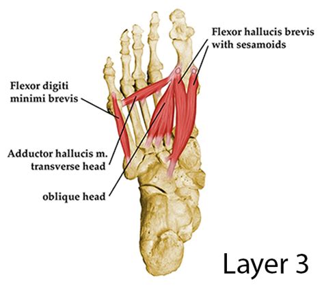 Layers of the Plantar Foot - Foot & Ankle - Orthobullets