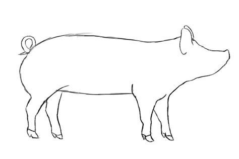 How To Draw A Pig - Draw Central