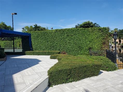 Ficus Hedge - Modern - Landscape - Miami - by Angler Lawn & Landscape | Houzz