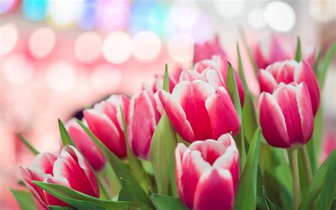 Pink Tulips Background wallpaper | 2880x1800 | #31345