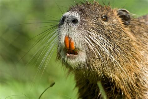 Project of the Day: ‘Rodents of Unusual Size,’ an Ode to Nutria | IndieWire