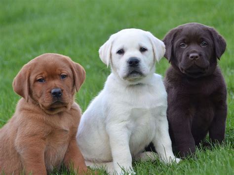 Labrador Retriever For Sale - AKC Marketplace