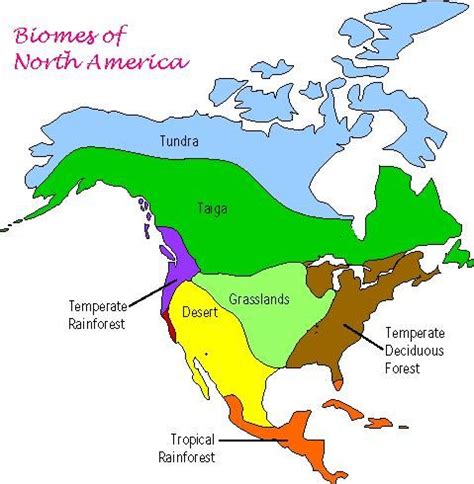 Biome Map Of North America – Map Vector