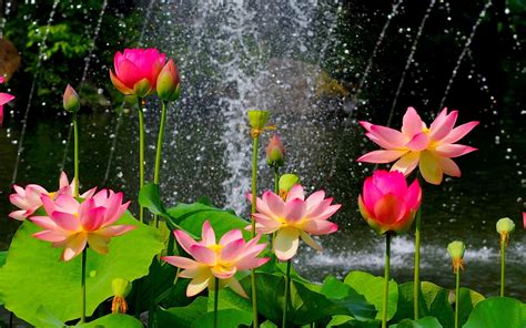 HD Wallpaper Flower Gardens - WallpaperSafari