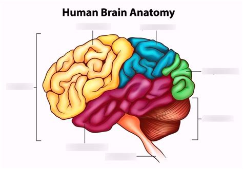 Anatomy and Physiology: Human Brain Diagram | Quizlet