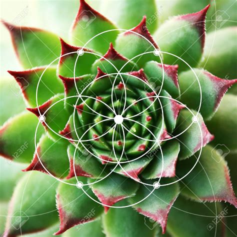 Fibonacci Sequence Plants - Plants FA