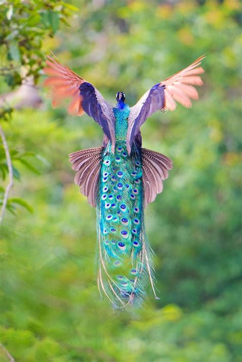 The Amazing Photos of Flying Peacocks | Charismatic Planet