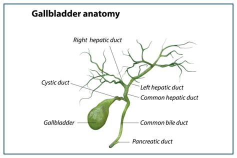 Causes Of Gallbladder Pain