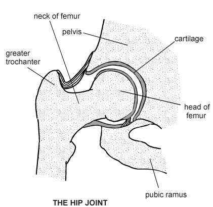 Condyloid Joint Diagram - Wiring Diagram Pictures