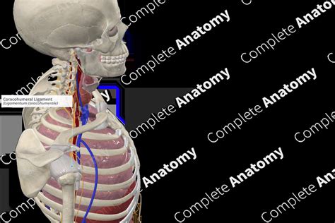 Coracohumeral Ligament | Complete Anatomy