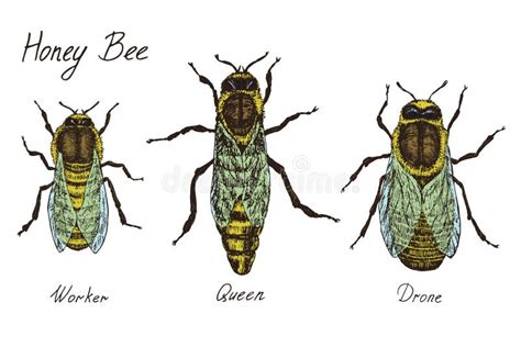 Queen Drone Worker Bee Stock Illustrations – 835 Queen Drone Worker Bee Stock Illustrations ...