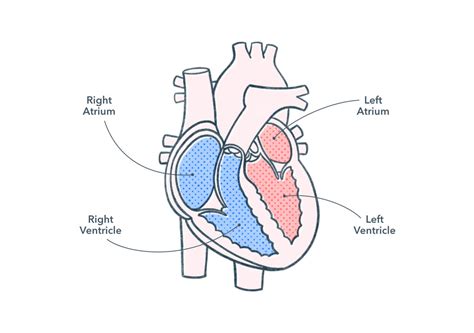 Schematic Sectional View Of The Human Heart Easy Diagram Heart Diagram Human Simple Drawing ...