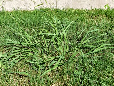 How to Get Rid of Crabgrass - Crabgrass Control & Prevention - LawnSavers Ontario, Canada